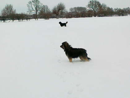 DonnaMosa en Rosa Perro del Mosa