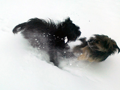 DonnaMosa en Rosa Perro del Mosa