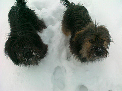 DonnaMosa en Rosa Perro del Mosa