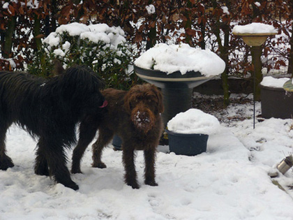 DonnaMosa en Rosa Perro del Mosa