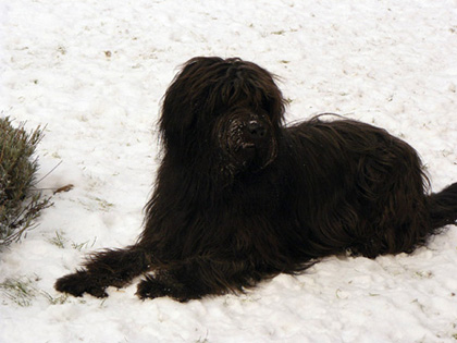 DonnaMosa en Rosa Perro del Mosa
